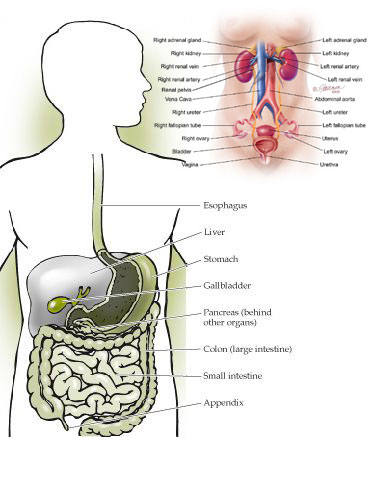 복통의 위치별 장기위치