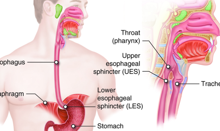 위식도관을 보여주는 그림