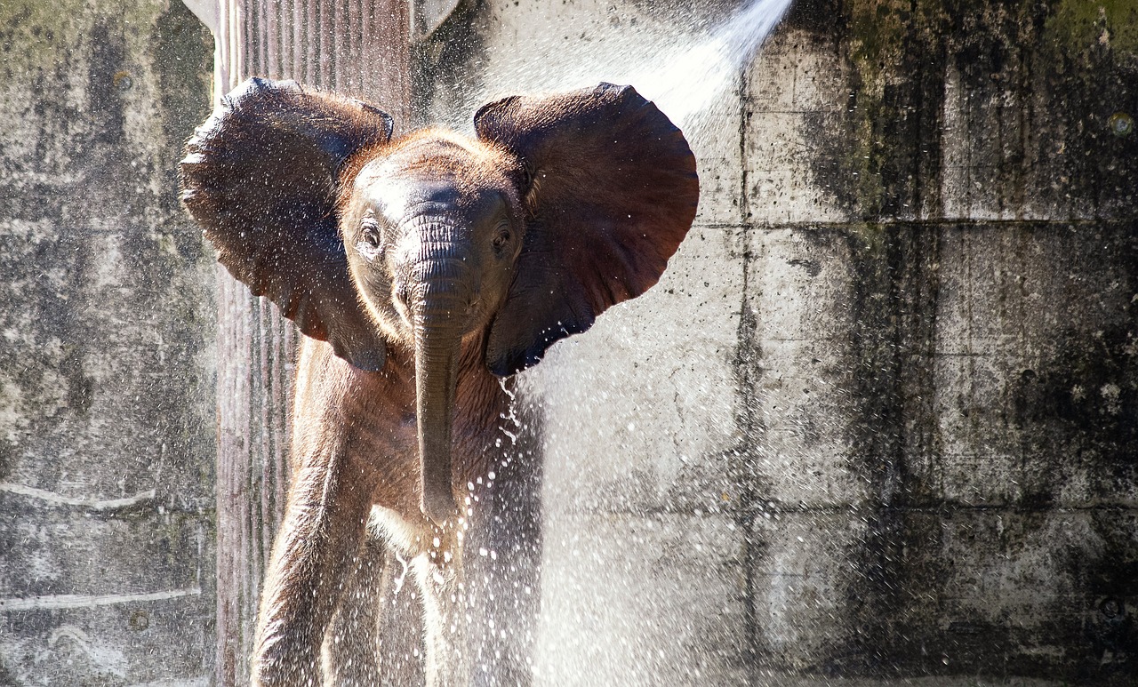 elephant, animal, mammal