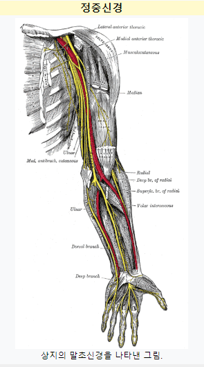 손목터널증후군의 원인 정중신경 사진