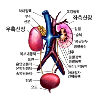 신장의 모양과 구조 신장염