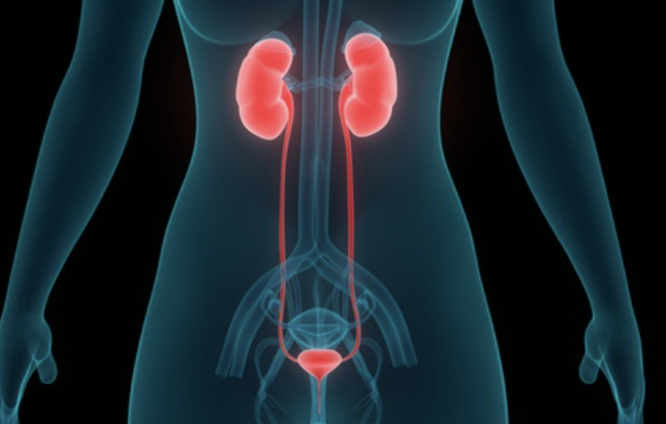 신장염 초기증상 | 신장이 신체에 어디에 위치해 있는지 있는 사진 신장과 방광까지 연결되어있는 사진